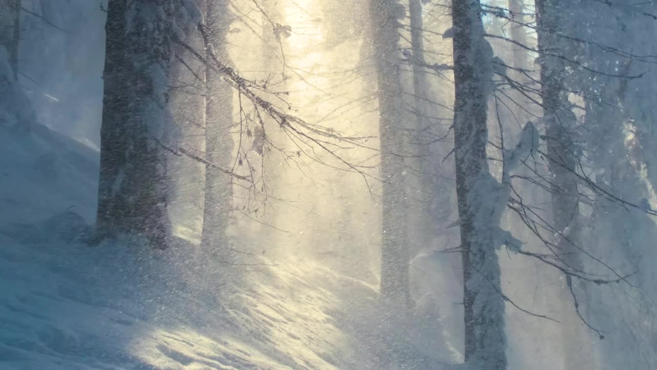 明亮的阳光景观与飘落的雪之间的松树在大雪的冬天茂密的森林寒冷安静的晚上。视频素材