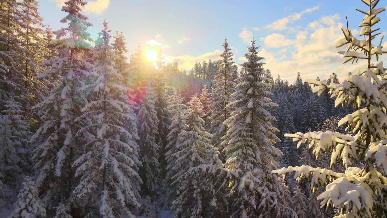 空中冬季景观与松树的雪覆盖森林在寒冷的山在日出。视频素材