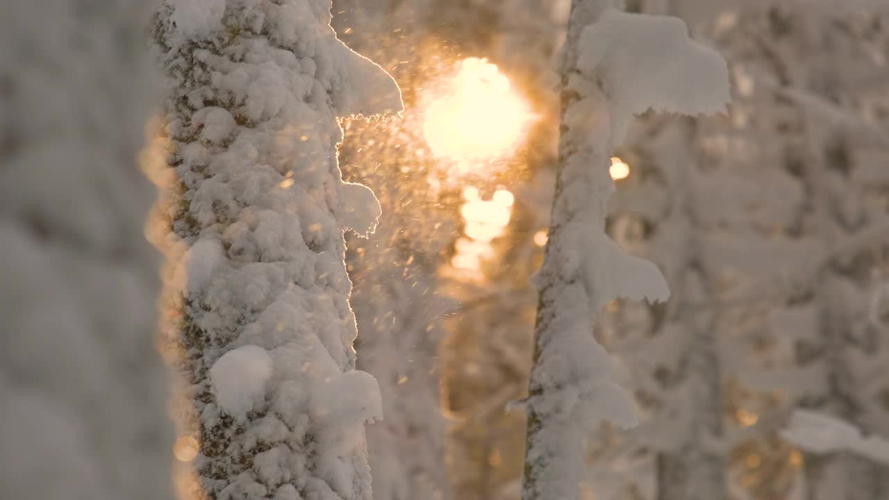 明亮的阳光景观与飘落的雪之间的松树在大雪的冬天茂密的森林寒冷安静的晚上。视频素材