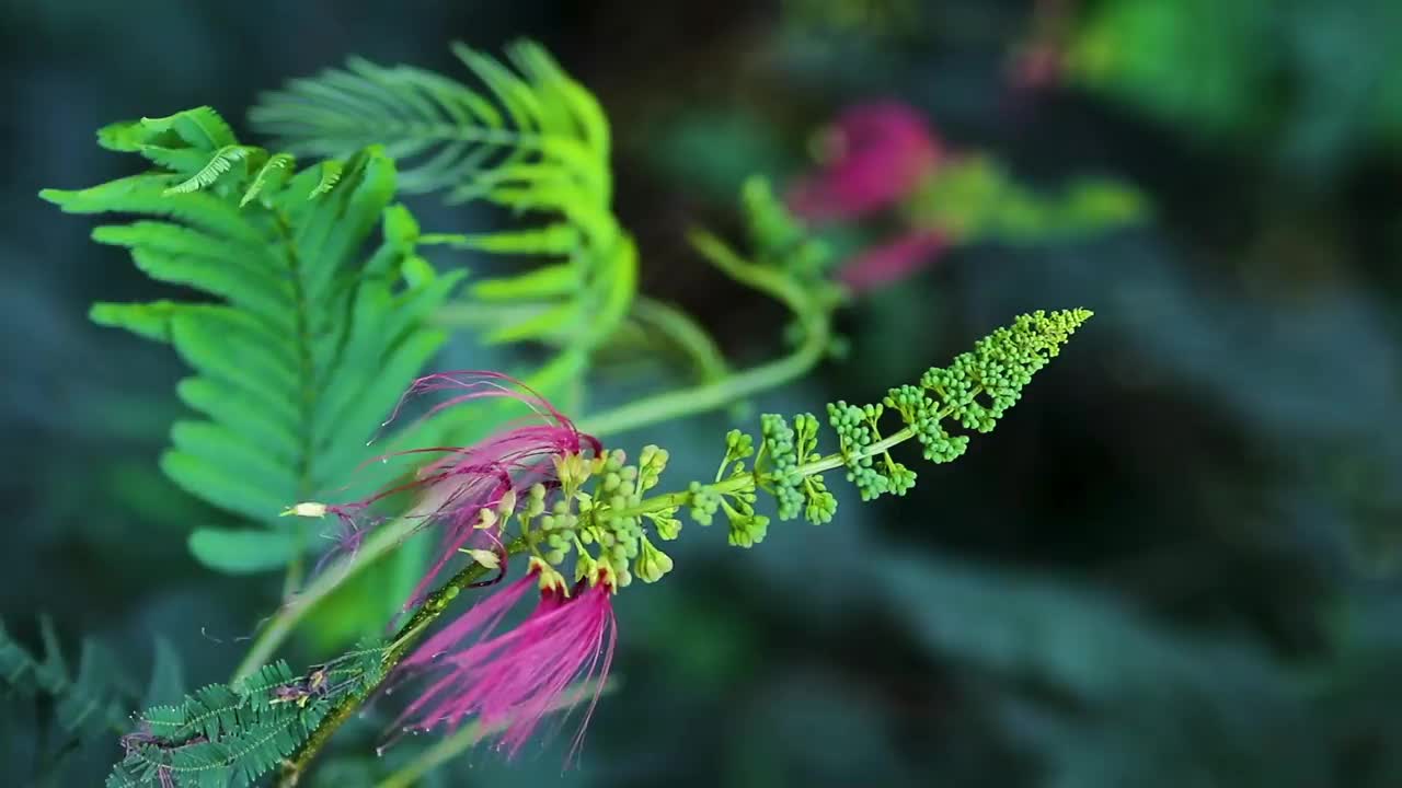 花蕾和开放的花在风中摇曳视频素材