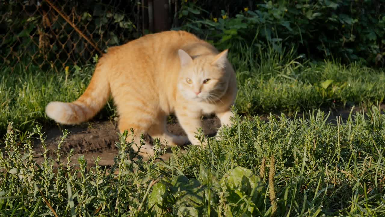 早晨，一只可爱的姜黄色猫在草地上散步。特写的一只红猫经过旁边的相机。早晨的阳光照亮了宠物和环境视频素材