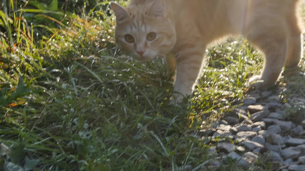 一只美丽的姜色虎斑猫在早晨走在沾满露水的草地上，嗅着这片区域。乡村的日出。宠物和自然荷尔蒙的概念视频素材