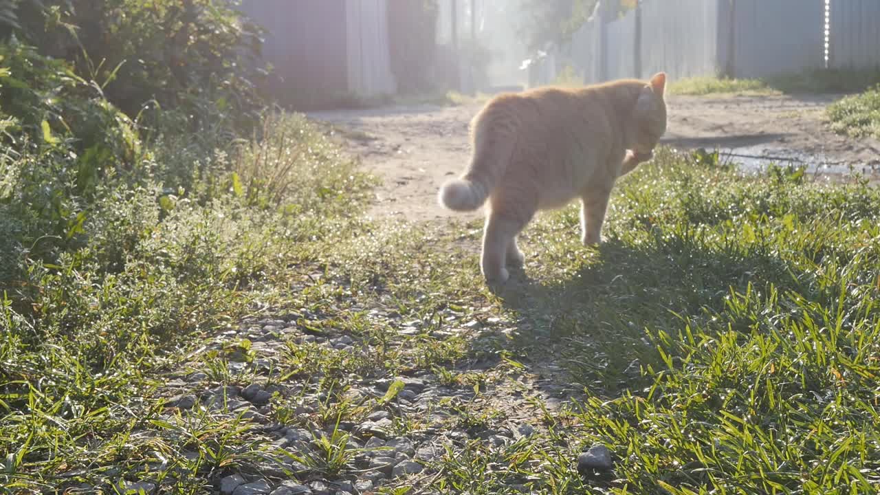 这只毛绒绒的姜斑猫在日出时漫步在乡间的草地上和路边。宠物在早上散步。缓慢的运动。视频素材