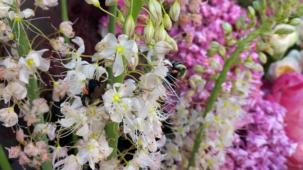 蜜蜂在花周围飞行以获取蜂花粉视频素材