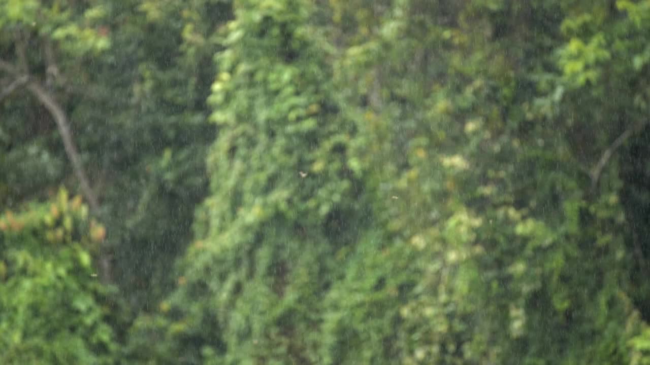 场景缓慢的雨落和雨点在绿色背景视频素材