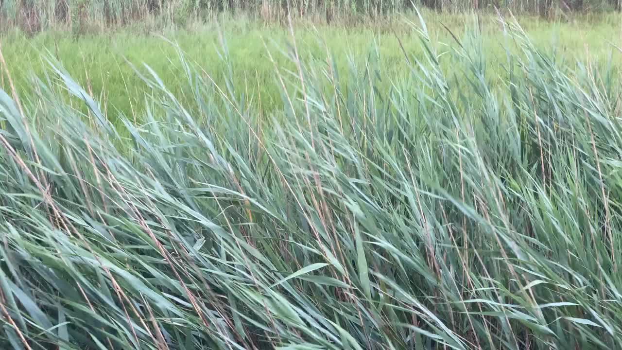 绿色的草地在风中飘扬视频素材