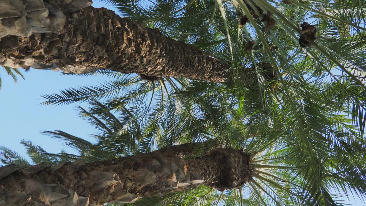 蔚蓝的天空映衬着棕榈树。视频素材