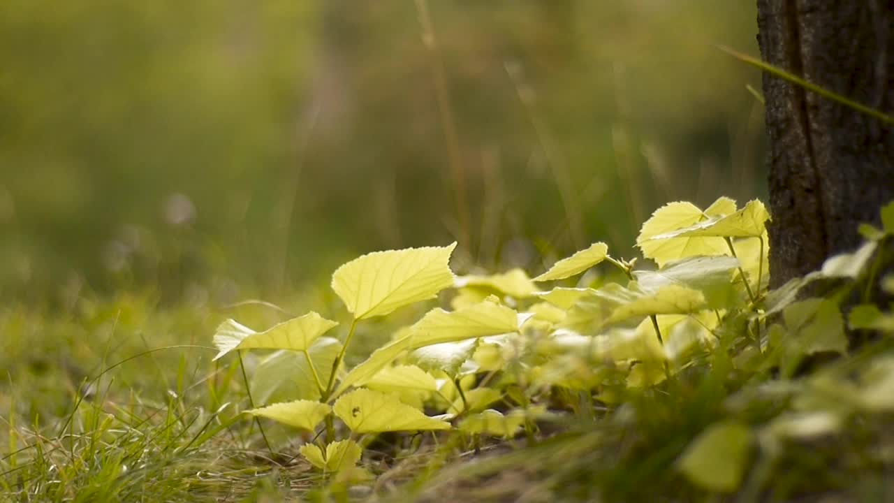 宁静的绿色森林为自然背景视频素材