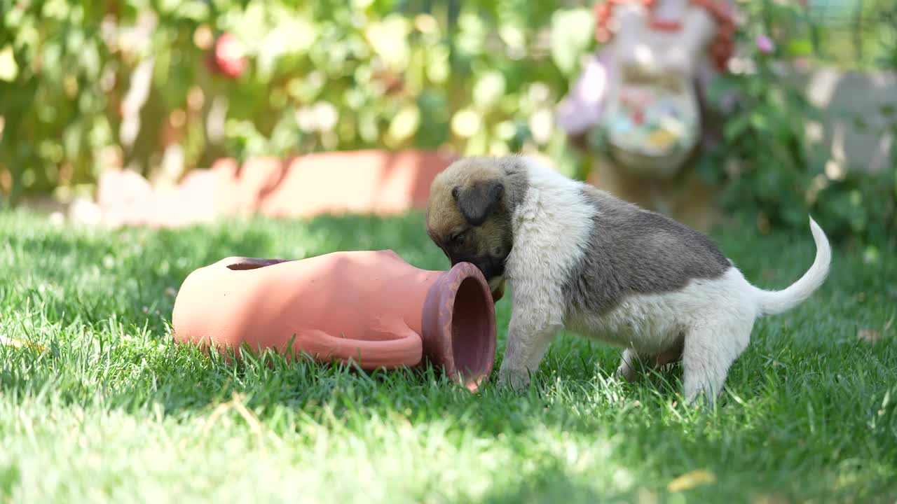 可爱的小牧羊犬小狗在花园里视频素材