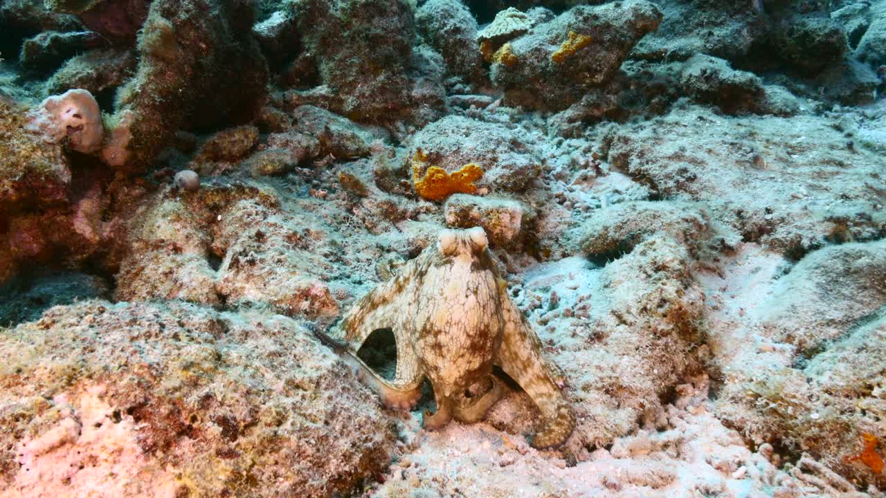 在库拉索岛附近的加勒比海珊瑚礁的绿松石水章鱼的海景视频素材