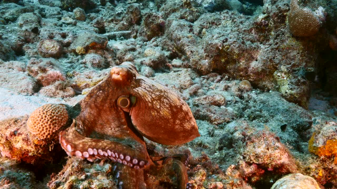 在库拉索岛附近的加勒比海珊瑚礁的绿松石水章鱼的海景视频素材