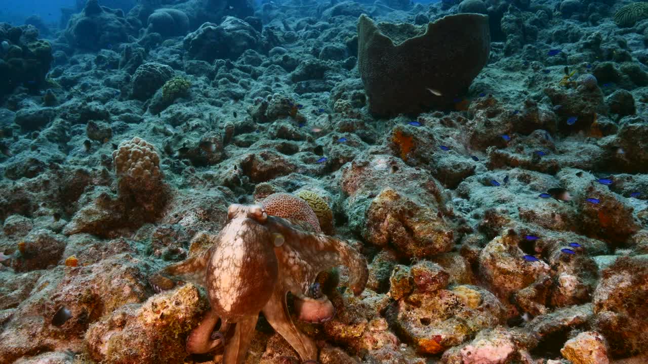 在库拉索岛附近的加勒比海珊瑚礁的绿松石水章鱼的海景视频素材