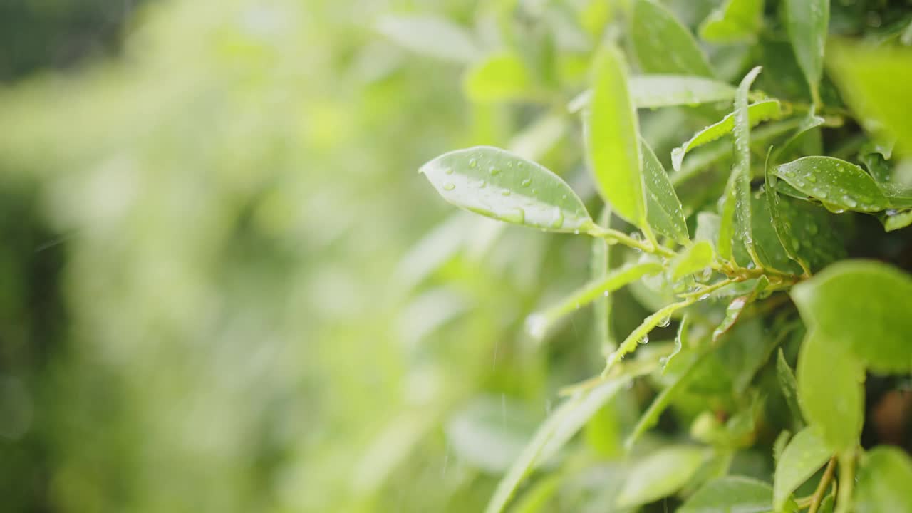 雨水雨水滴在绿叶植物上，热带森林的雨天，绿色自然生态理念视频素材