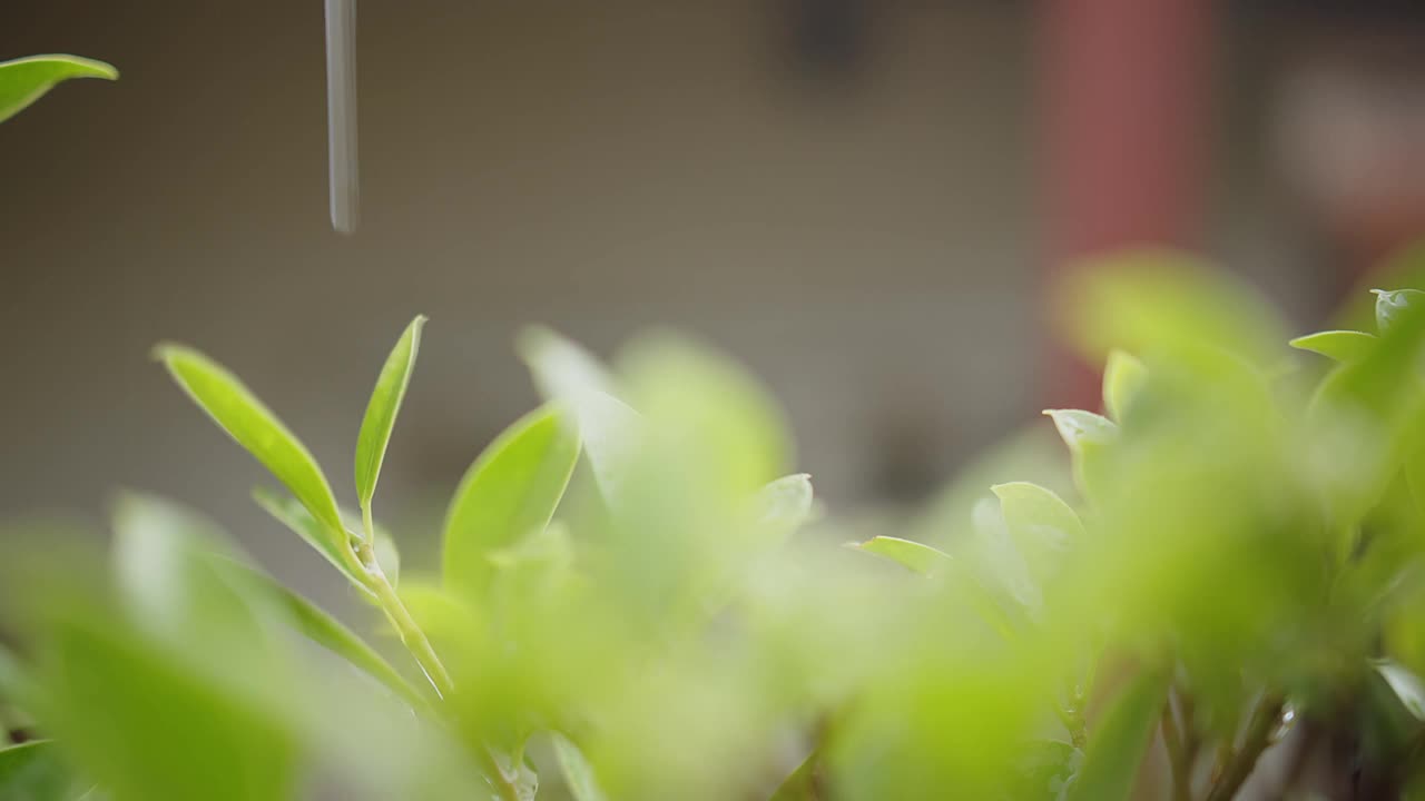 雨水雨水滴在绿叶植物上，热带森林的雨天，绿色自然生态理念视频素材