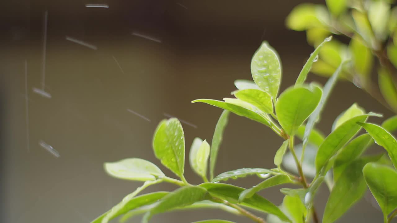 雨水雨水滴在绿叶植物上，热带森林的雨天，绿色自然生态理念视频素材