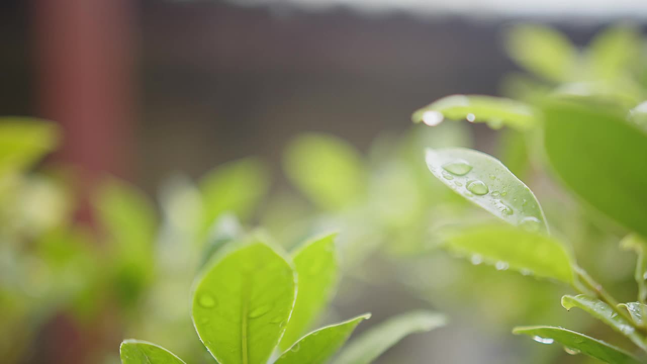 雨水雨水滴在绿叶植物上，热带森林的雨天，绿色自然生态理念视频素材