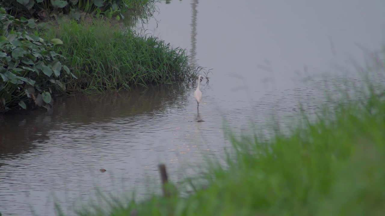 小白鹭(Egretta garzetta)走在池塘的水。一只正在湖里寻找猎物的白鸟。视频素材