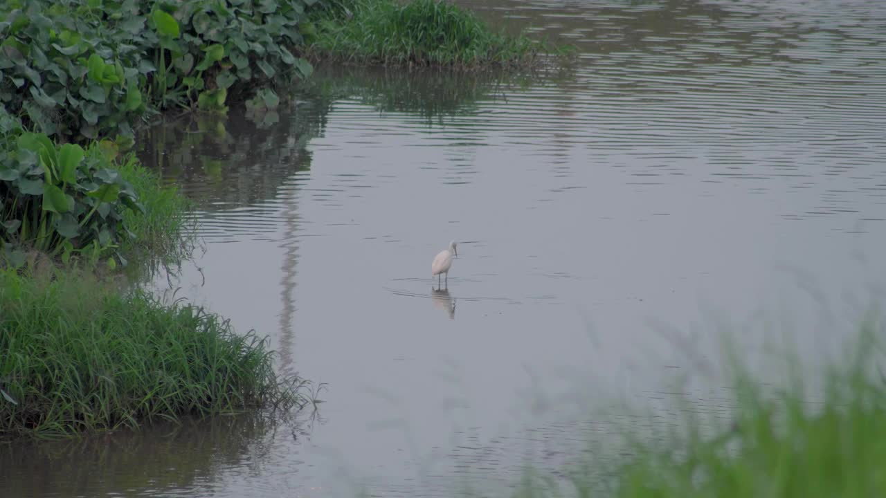 小白鹭(Egretta garzetta)走在池塘的水。一只正在湖里寻找猎物的白鸟。视频素材