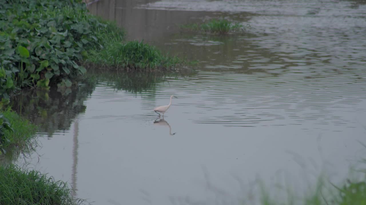 小白鹭(Egretta garzetta)走在池塘的水。一只正在湖里寻找猎物的白鸟。视频素材