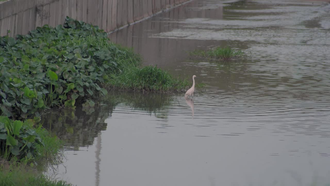 小白鹭(Egretta garzetta)走在池塘的水。在排水沟或下水道中寻找猎物的白鸟。视频素材