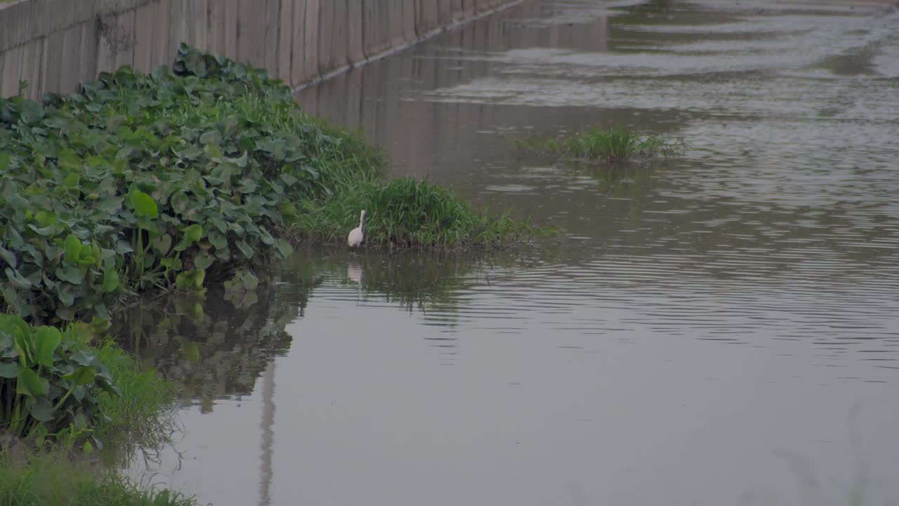 小白鹭(Egretta garzetta)走在池塘的水。在排水沟或下水道中寻找猎物的白鸟。视频素材