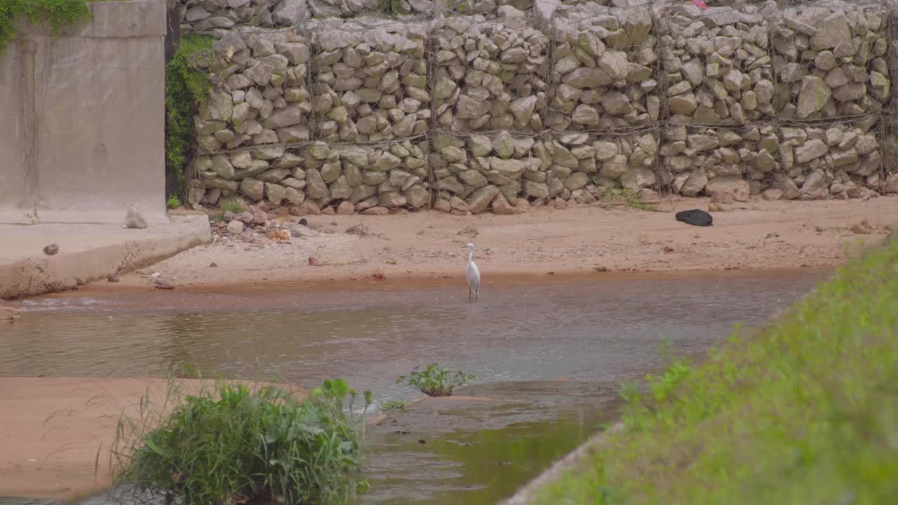 小白鹭(Egretta garzetta)站在池塘的水。栖息在排水沟或下水道上的白色鸟。视频素材