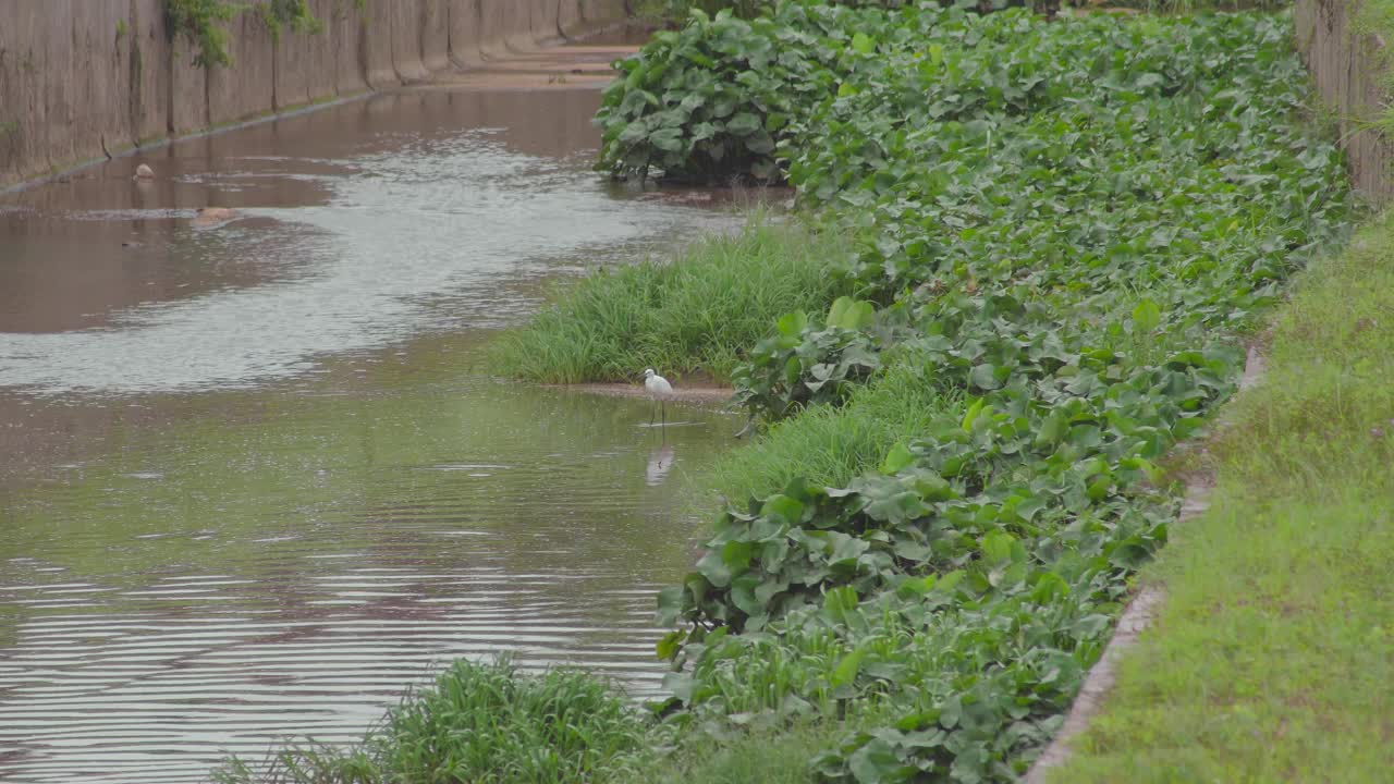 小白鹭(Egretta garzetta)走在池塘的水。在排水沟或下水道中寻找猎物的白鸟。视频素材