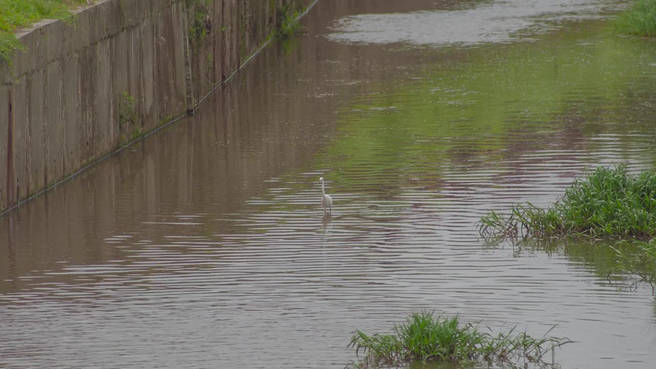 小白鹭(Egretta garzetta)走在池塘的水。在排水沟或下水道捕鱼的寻找猎物的白鸟。视频素材