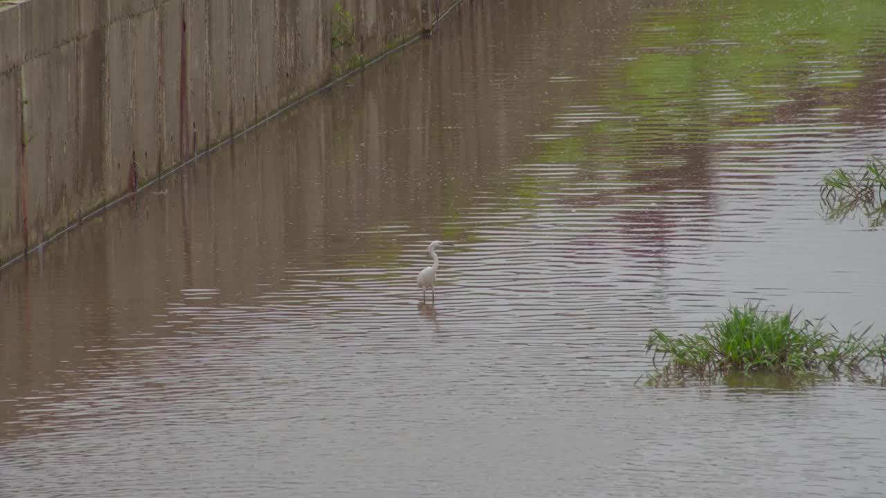 小白鹭(Egretta garzetta)站在池塘的水。栖息在排水沟或下水道上的白色鸟。视频素材