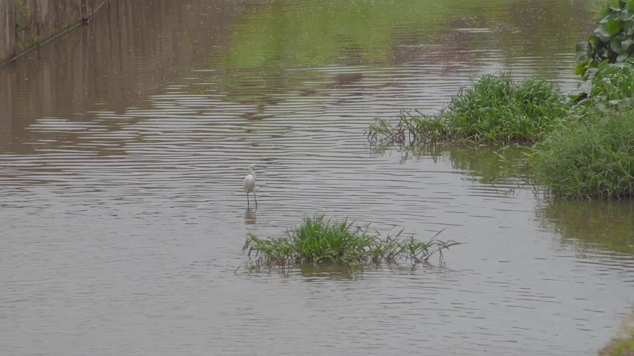 小白鹭(Egretta garzetta)走在池塘的水。在排水沟或下水道捕鱼的寻找猎物的白鸟。视频素材