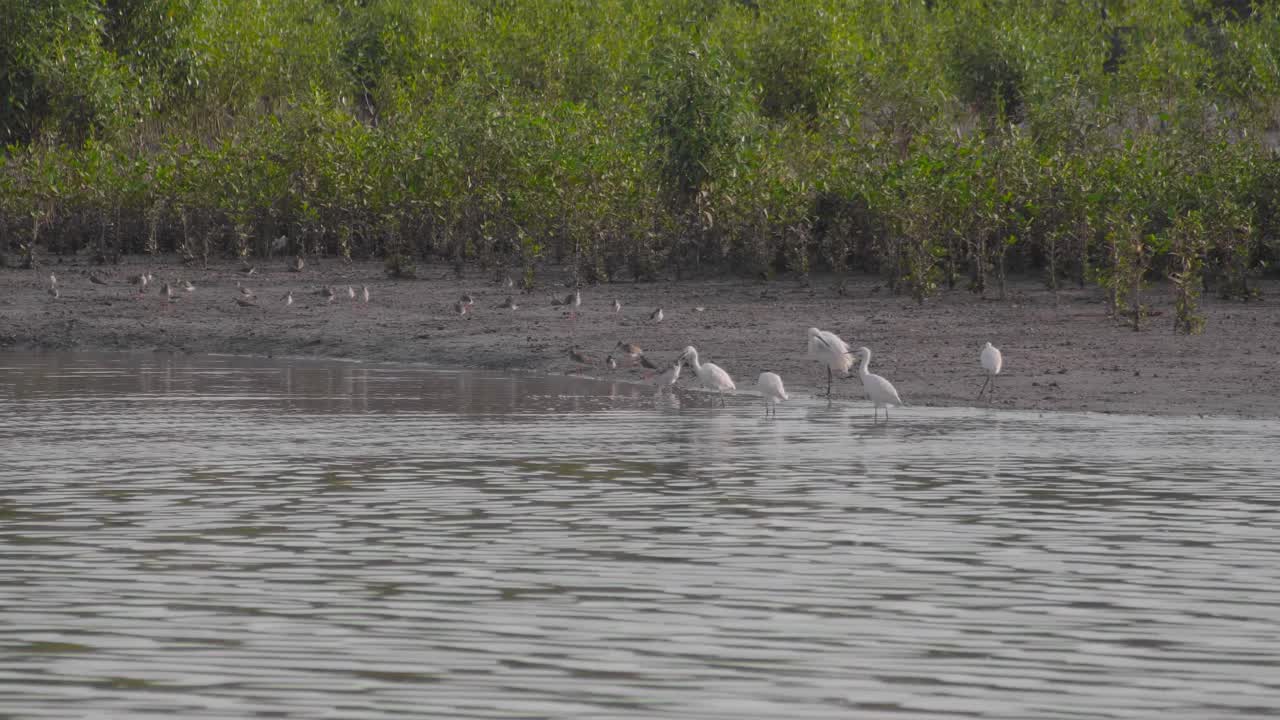 马来西亚帕里特爪哇，一群小白鹭、鹤鹬和红脚鹬栖息在低潮的红树林泥滩的河边。视频素材