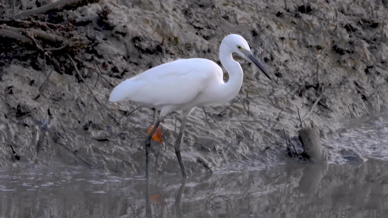 小白鹭(Egretta garzetta)以湿地浅水中的小鱼为食。一只在低潮泥滩捕鱼的白鸟。视频素材