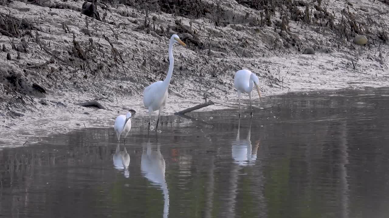 大白鹭(Ardea alba)和小白鹭(Egretta garzetta)栖息在湿地浅水区。白鸟在低潮泥滩捕鱼。视频素材