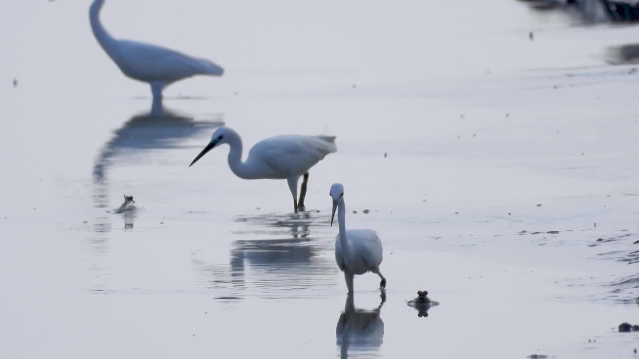 小白鹭(Egretta garzetta)捕食泥滩上的弹涂鱼。小白鹭在低潮湿地捕鱼。视频素材