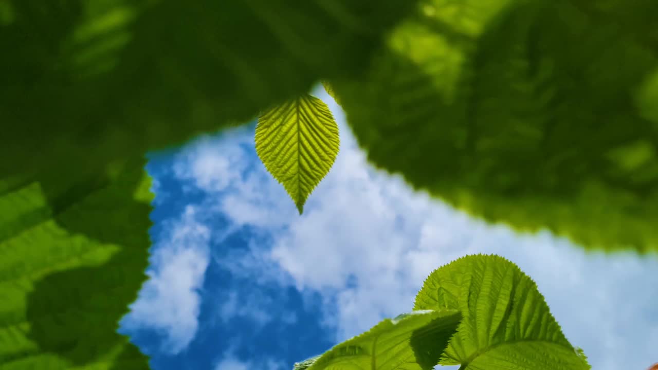 夏天的背景。新鲜的绿色叶子在蓝色的天空背景。在阳光明媚的日子里，树叶在风中摇曳。视频素材