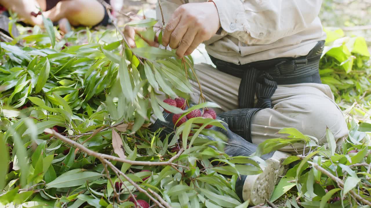 采摘美味的热带水果成熟的新鲜荔枝水果在花园种植园在泰国视频素材