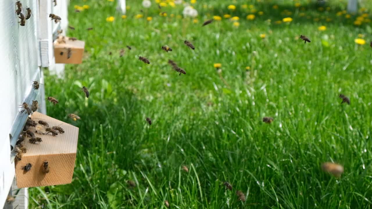 蜜蜂围着蜂箱转，把新鲜的花蜜和花粉放在蜂箱里。慢动作视频。养蜂场。视频素材