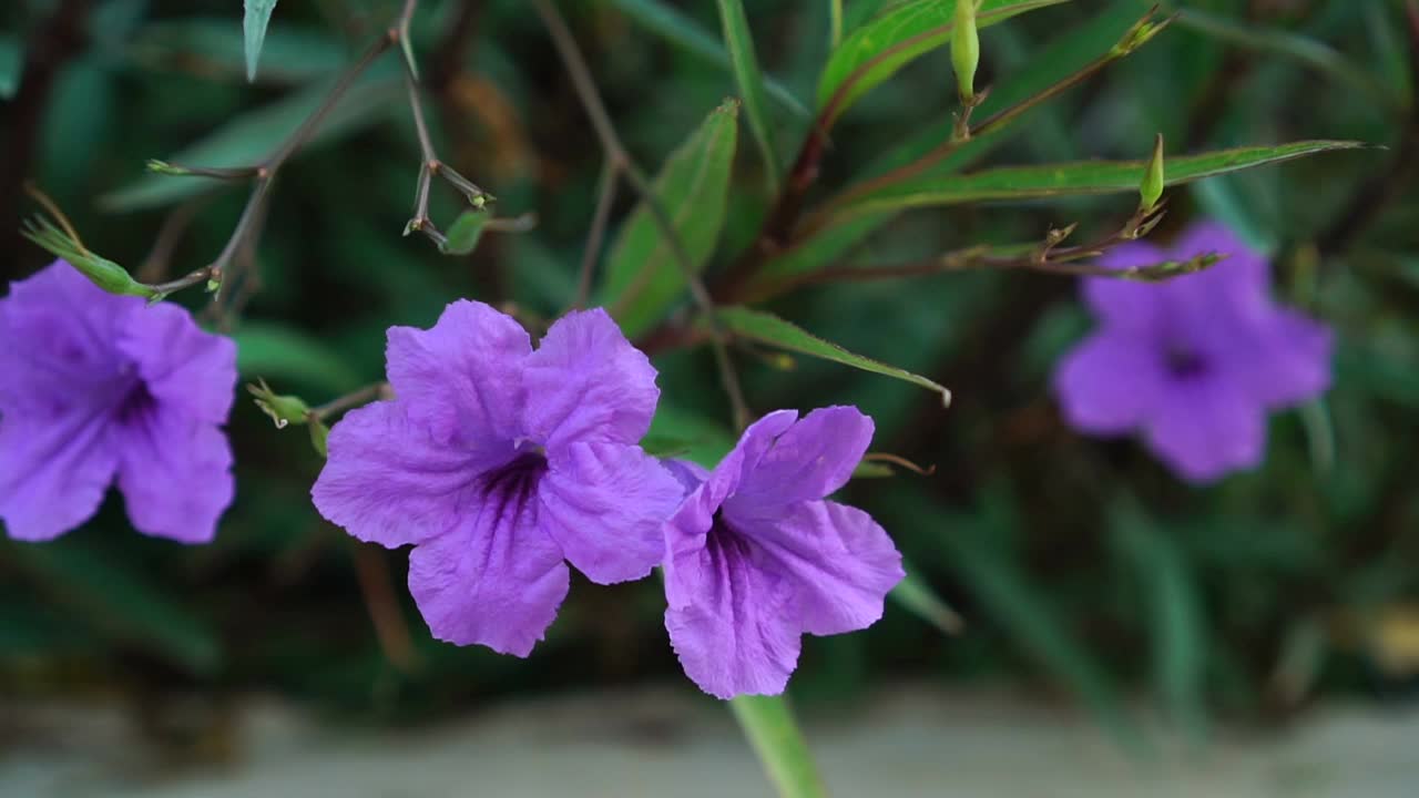 紫色矮牵牛美丽的盛开的花绿色的叶子背景视频素材