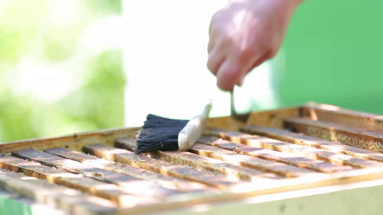 养蜂人用蜂蜜检查蜂箱，蜜蜂在上面爬视频素材