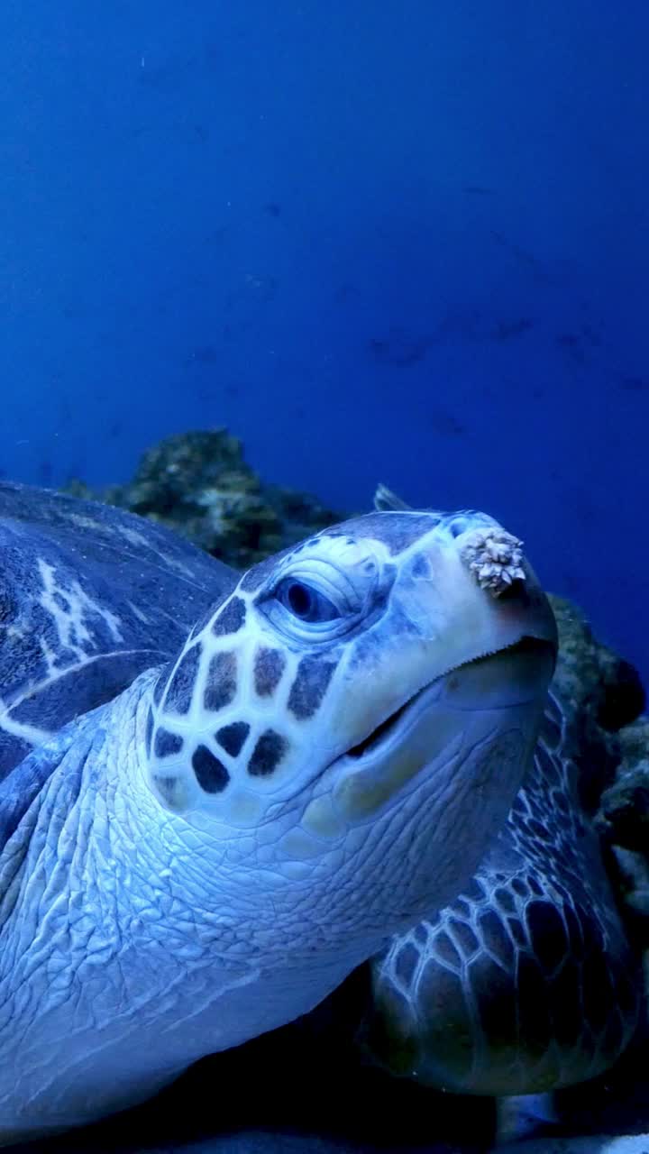 巨大的水族馆，不均匀的多色照明，其中游泳的大海龟水下。视频素材