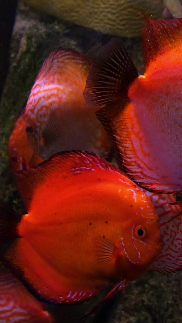 巨大的水族馆，不均匀的多色照明，在水下游泳不同的外来鱼类。视频素材