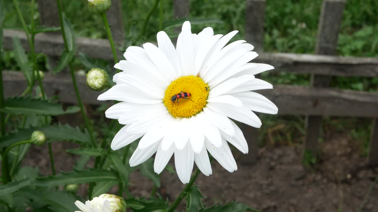 鲜艳的条纹蜜蜂甲虫在花甘菊。特写镜头。Trichodes apiarius视频素材