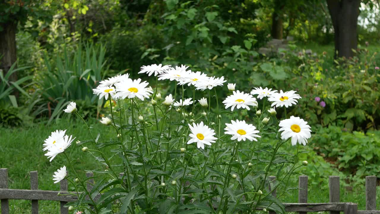 野外洋甘菊花的特写。美丽的自然风景视频素材