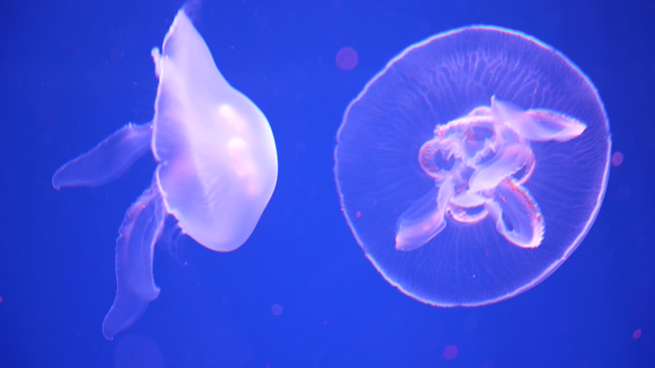 在水族馆里游泳的发光水母视频素材