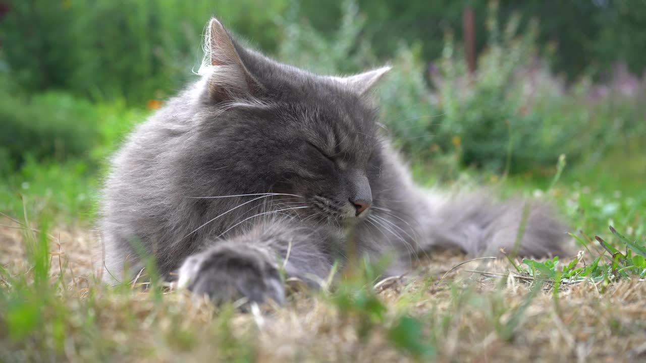 在一个阳光明媚的日子里，一只毛茸茸的灰色猫躺在草地上。看着相框。视频下载