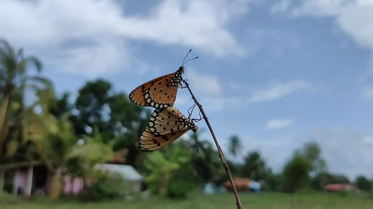 美丽的蝴蝶在干茎上互相交配，两只蝴蝶在约会，蝴蝶在自然界中生活。视频素材