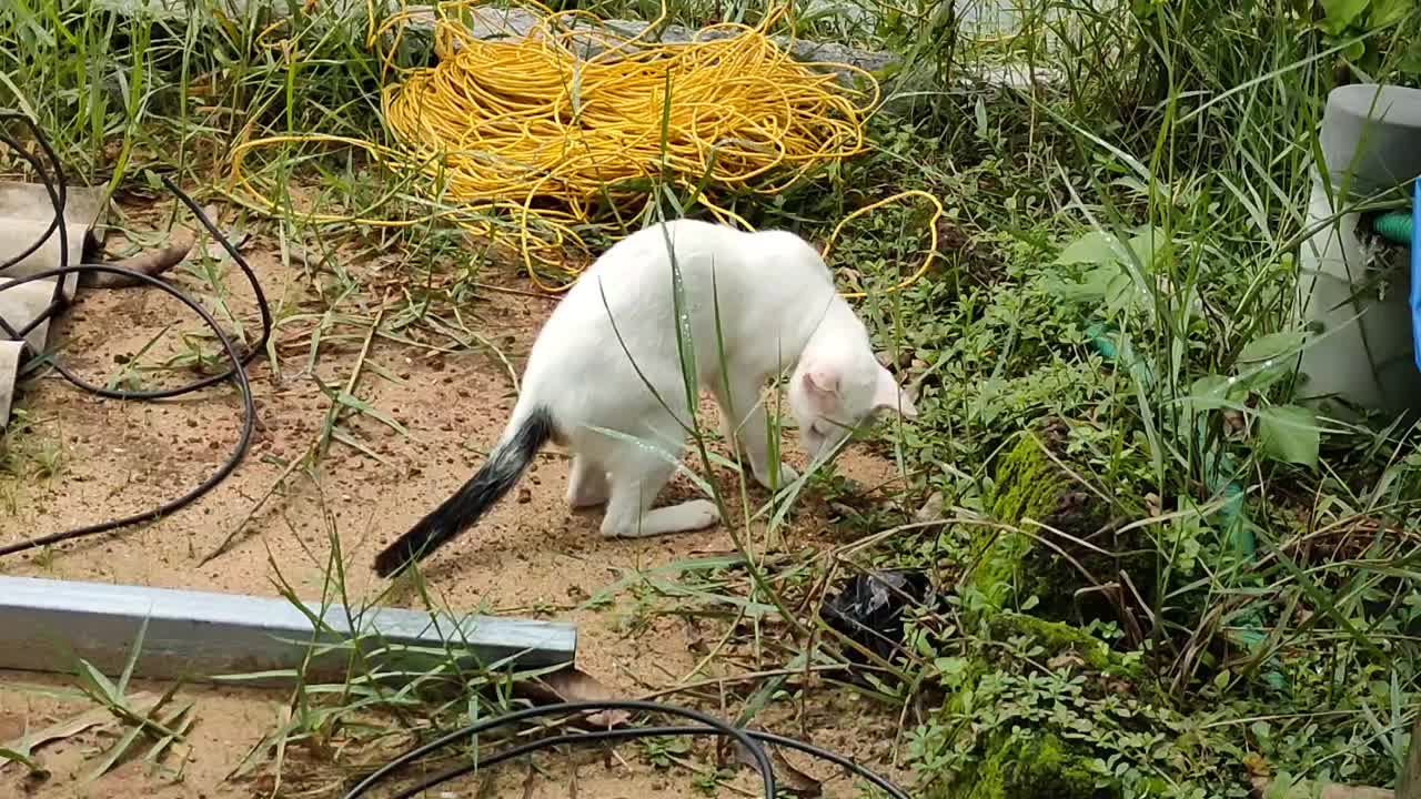 漂亮可爱，可爱的白色家养猫在屋外玩耍。视频素材