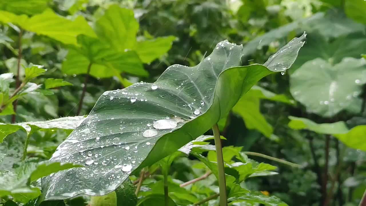 美丽的热带降雨在松果树叶上视频素材