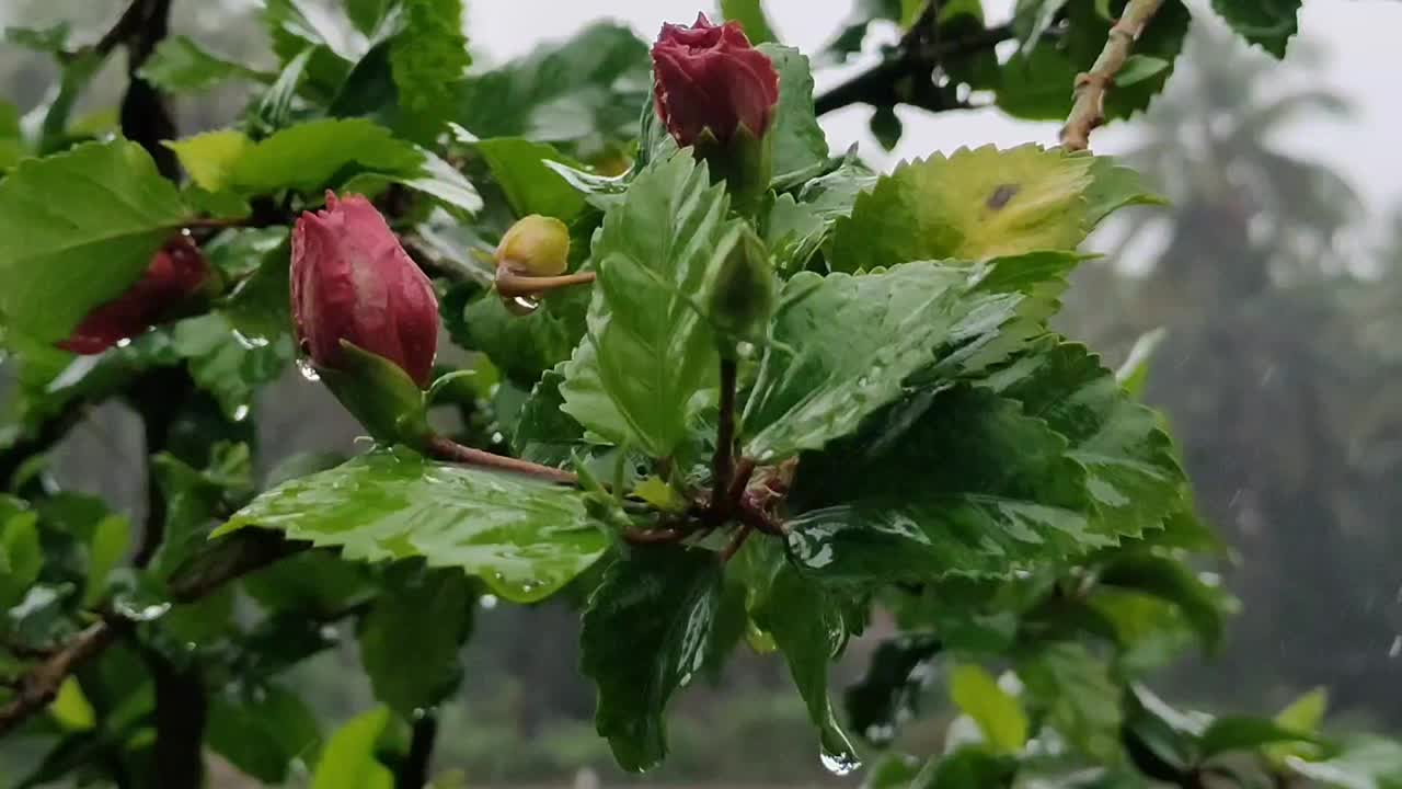 美丽的热带雨落在芙蓉植物上视频素材