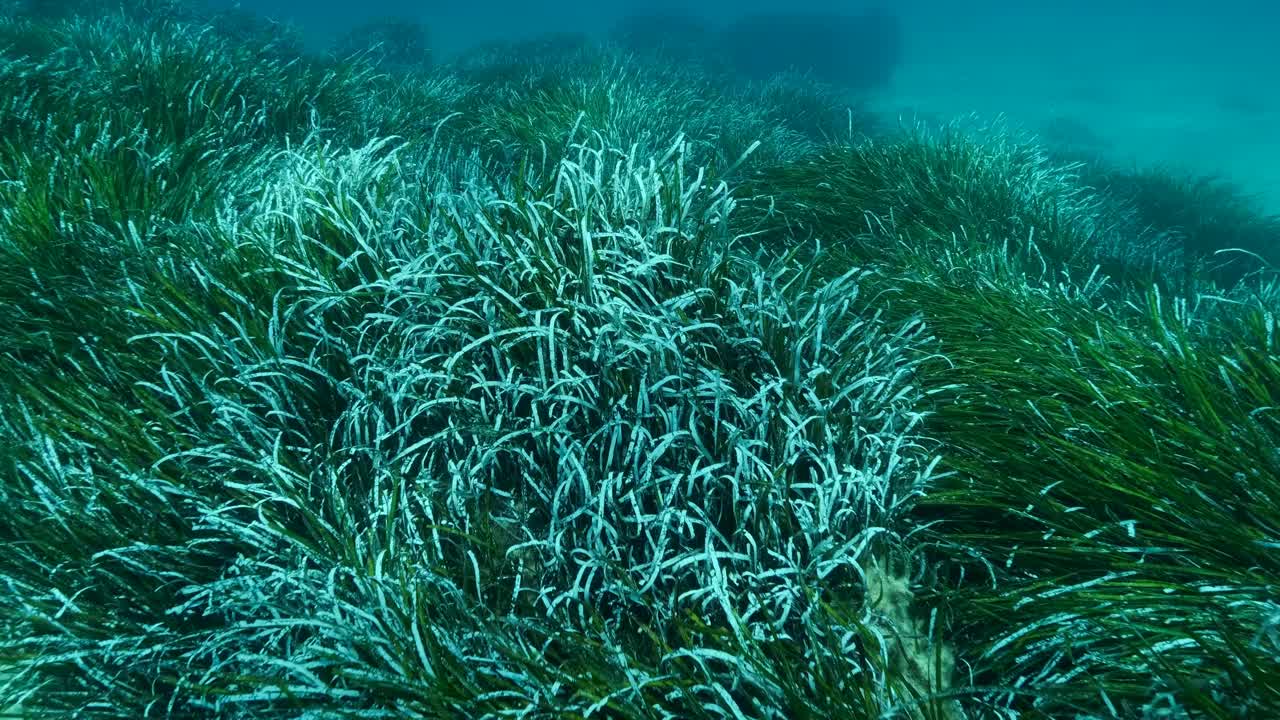 浓密的绿色海生草Posidonia的特写。俯视绿色海草地中海绦草或海王星草(Posidonia)。缓慢的运动。地中海、塞浦路斯视频素材